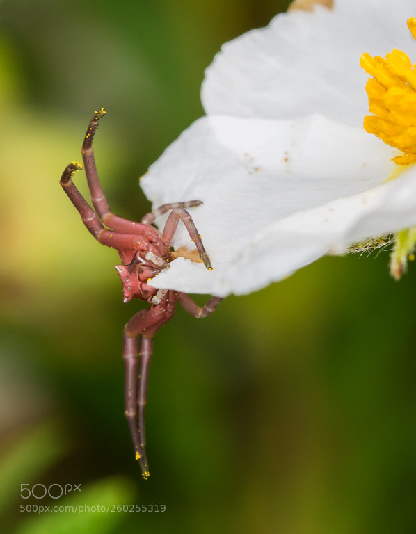 Nikon D7200 sample photo. Aranya cranc thomisus photography