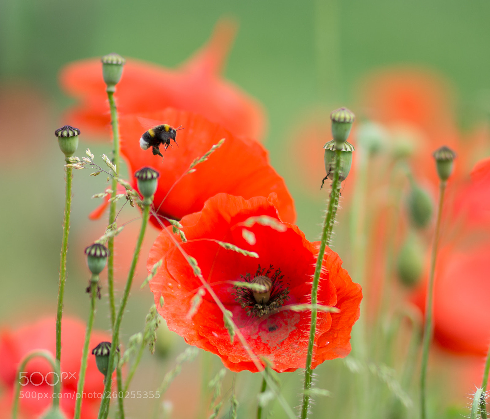 Nikon D7100 sample photo. A bumblebee sticks its photography