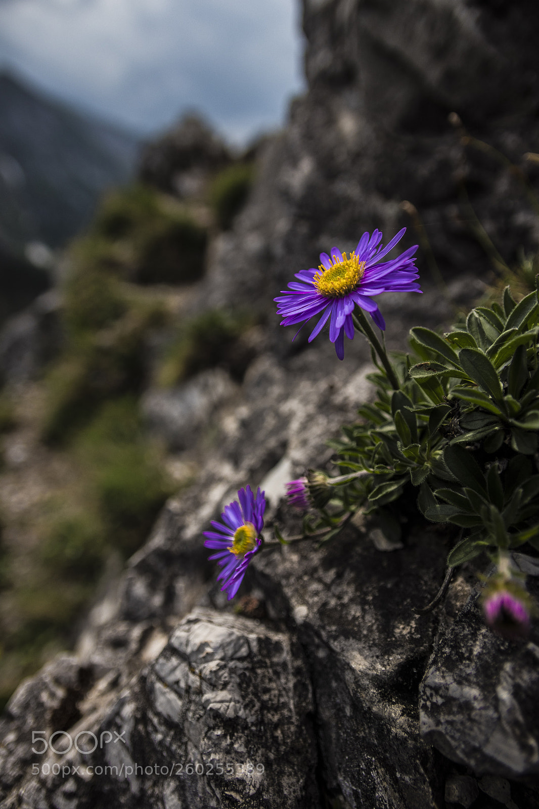 Canon EOS 80D sample photo. Flowers on the rock photography