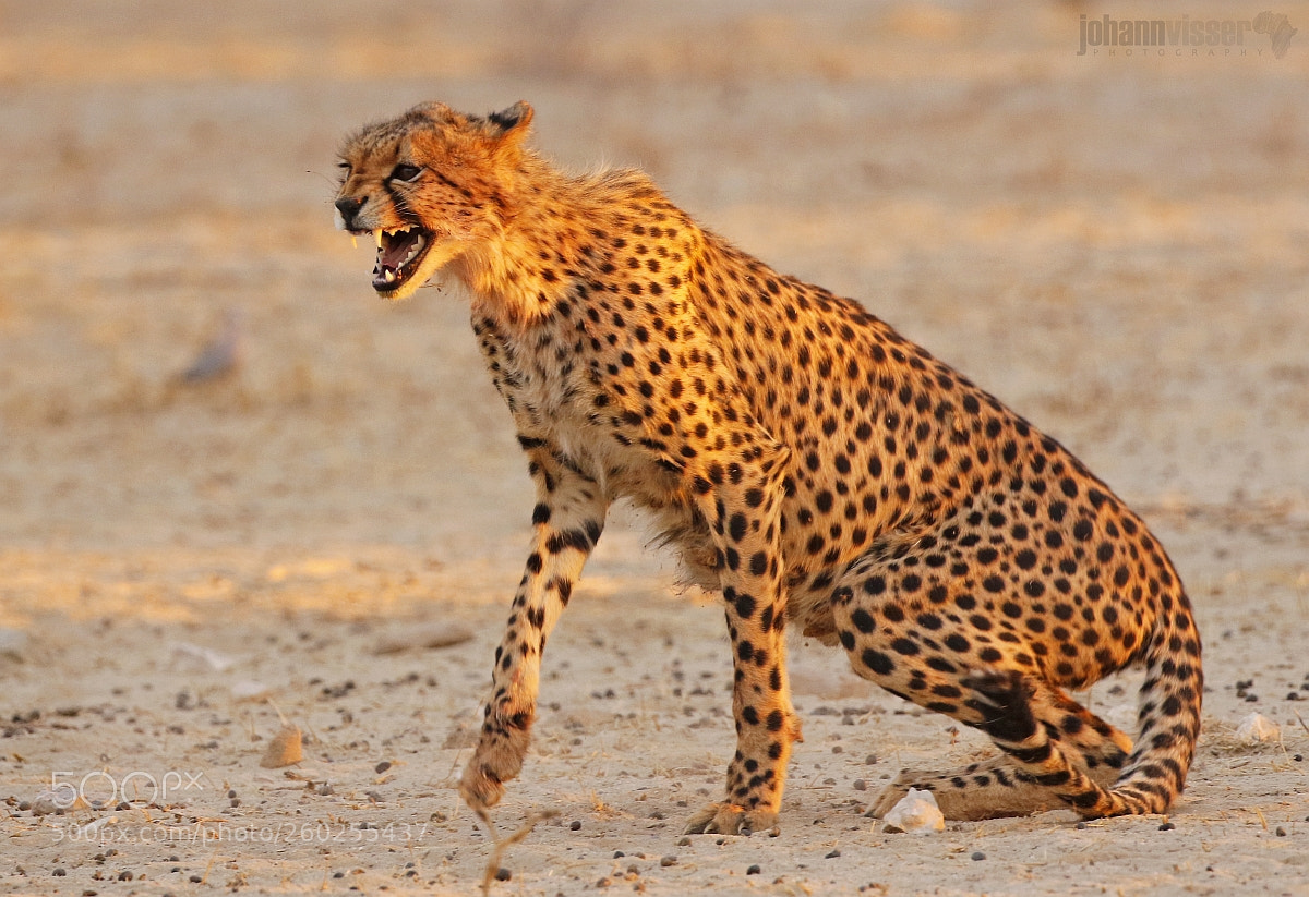 Canon EOS 7D Mark II sample photo. Adapted to a high-speed photography