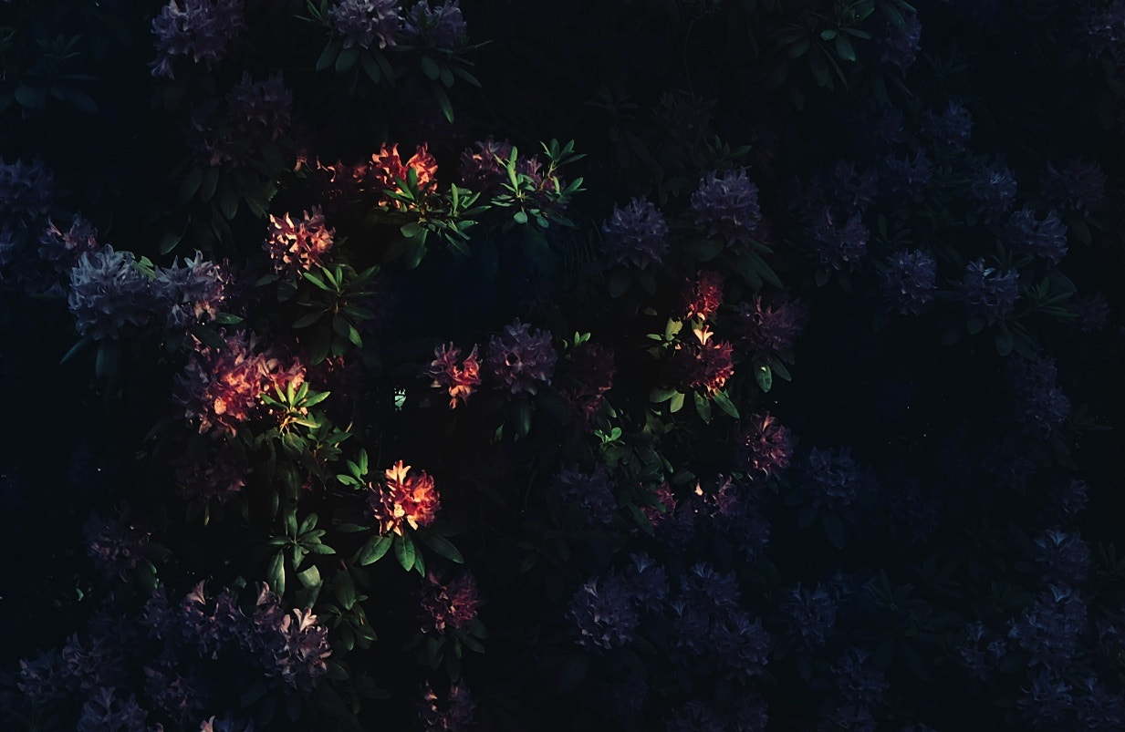 Olympus PEN E-PL7 sample photo. Bloom photography