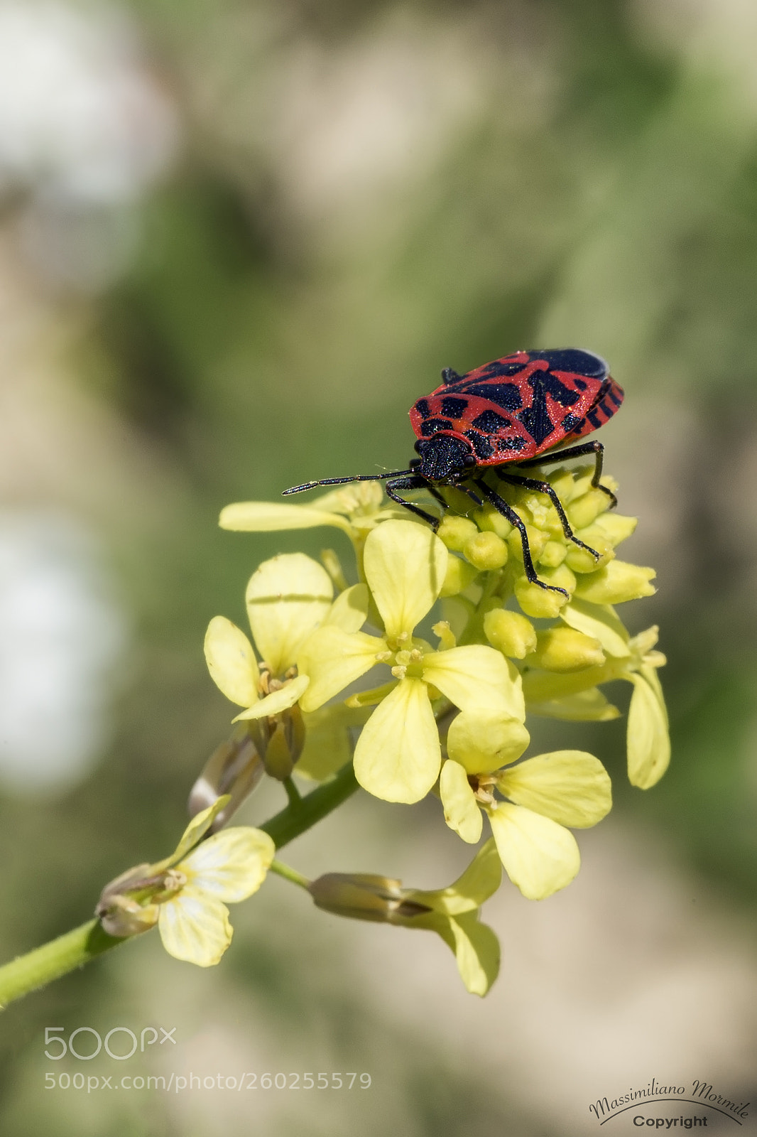 Canon EOS 6D sample photo. Cimice photography
