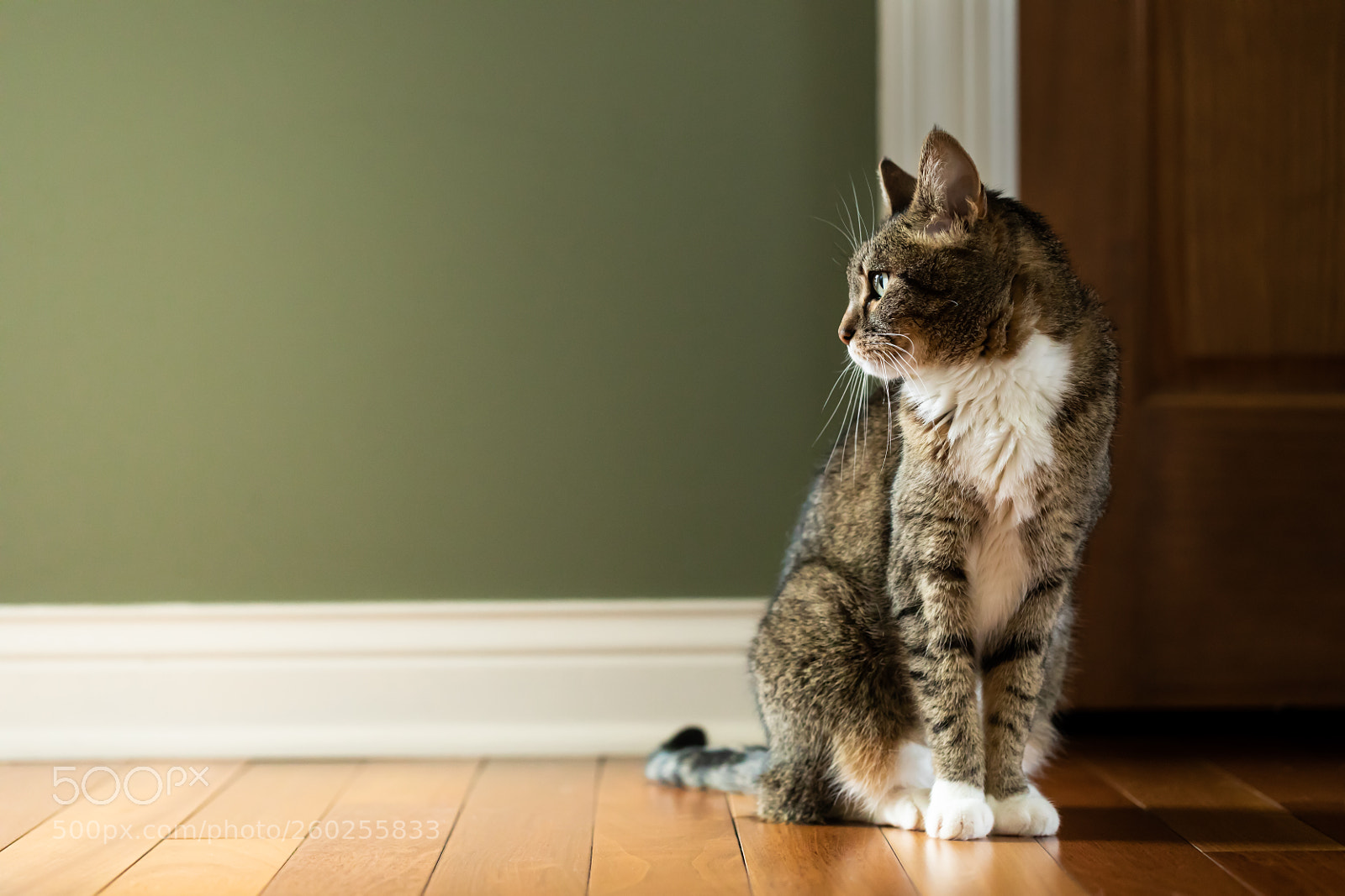 Canon EOS 5D Mark IV sample photo. Cat profile photography