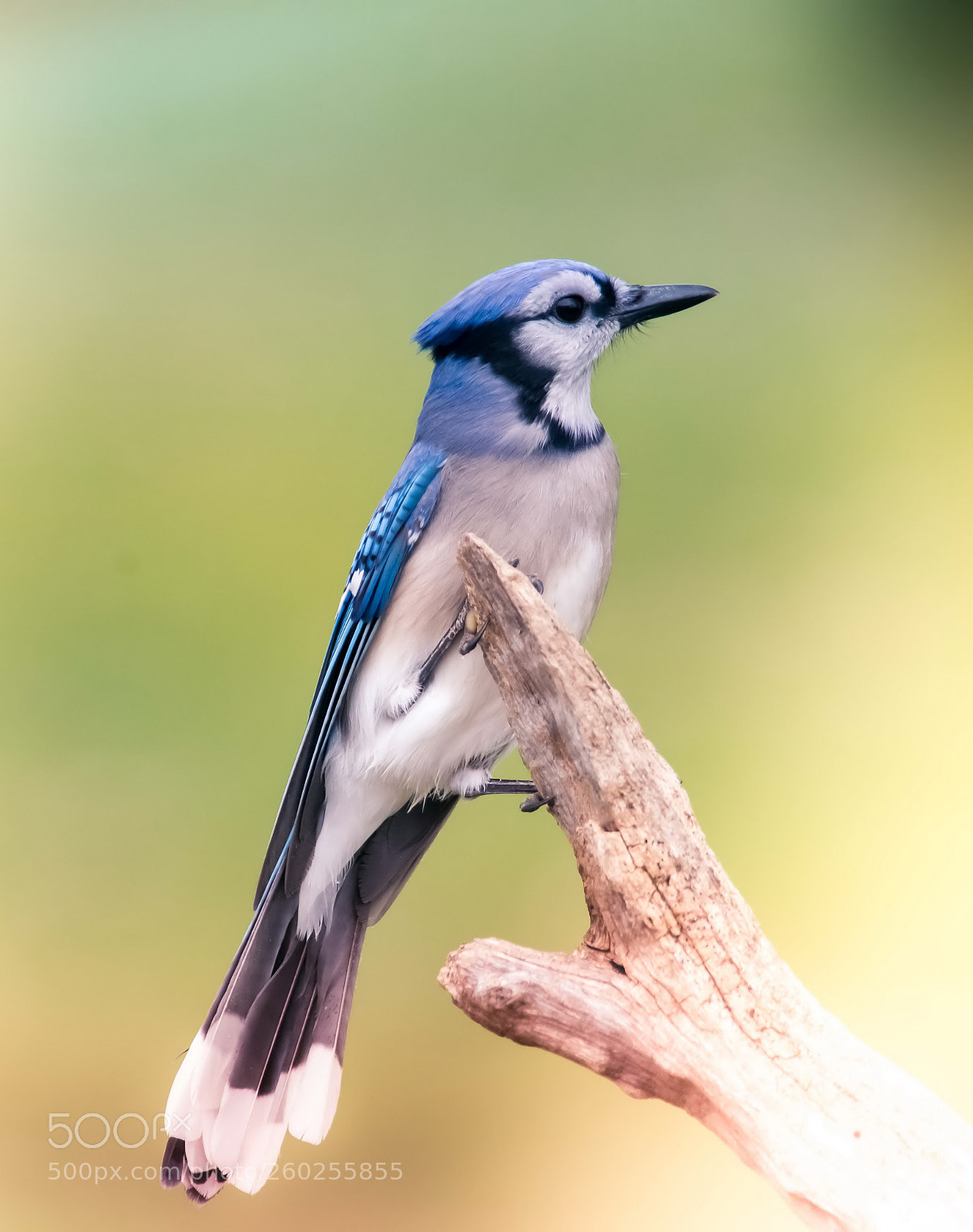 Nikon D600 sample photo. Blue jay photography