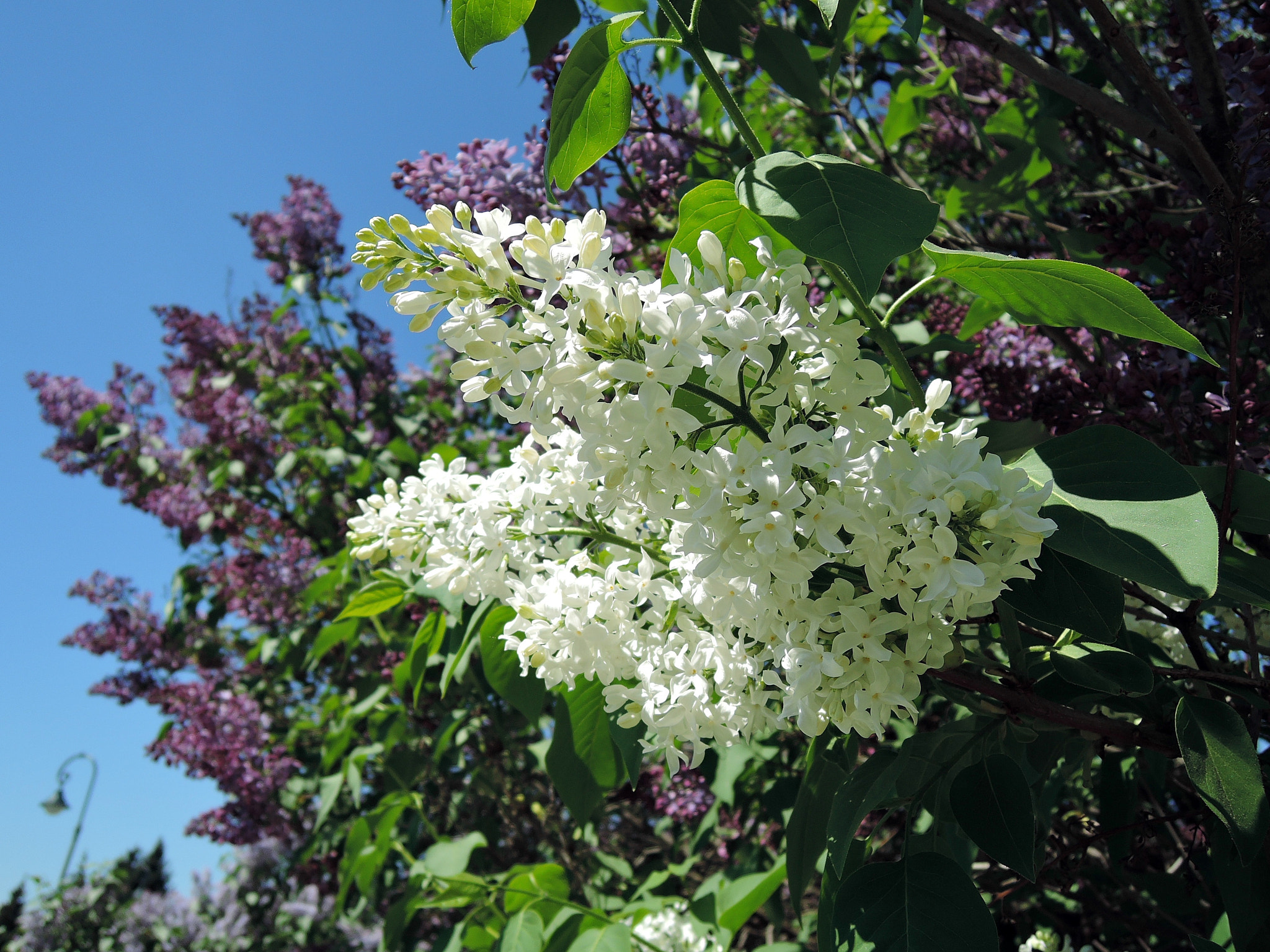 Nikon Coolpix P340 sample photo. White lilac photography