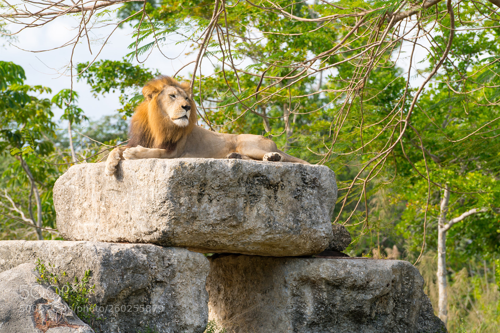 Sony a7R II sample photo. The king. photography