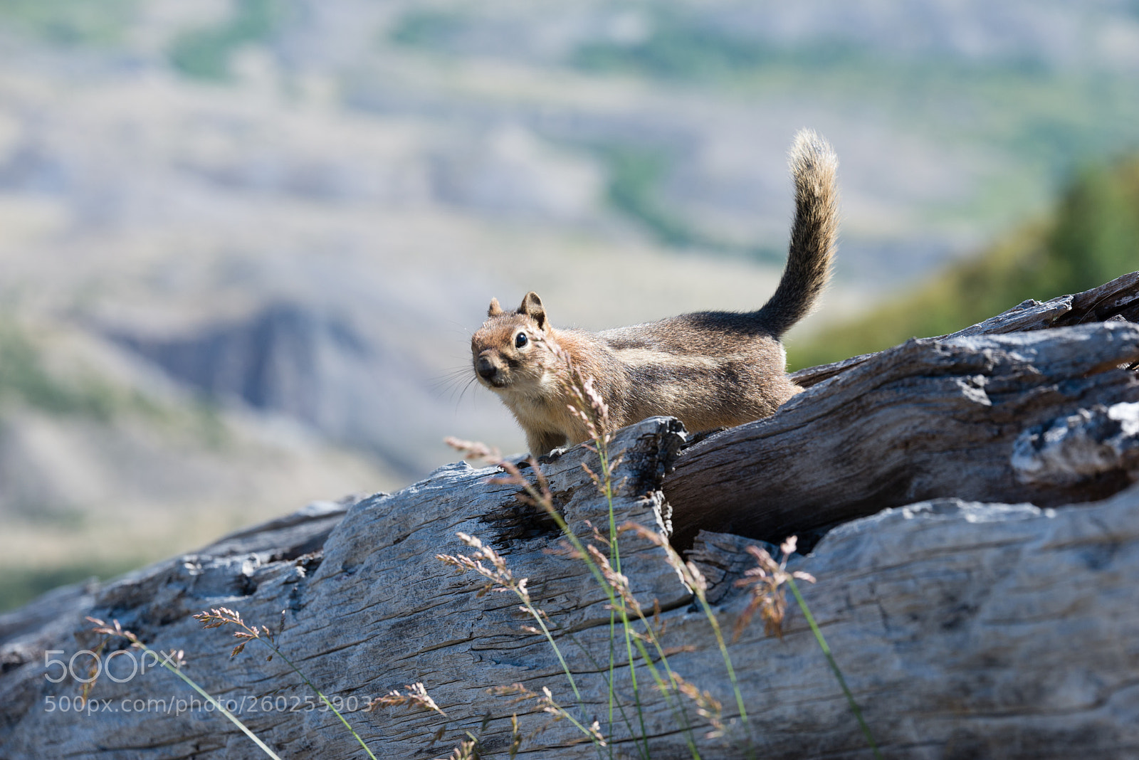 Nikon D610 sample photo. Squirrel photography