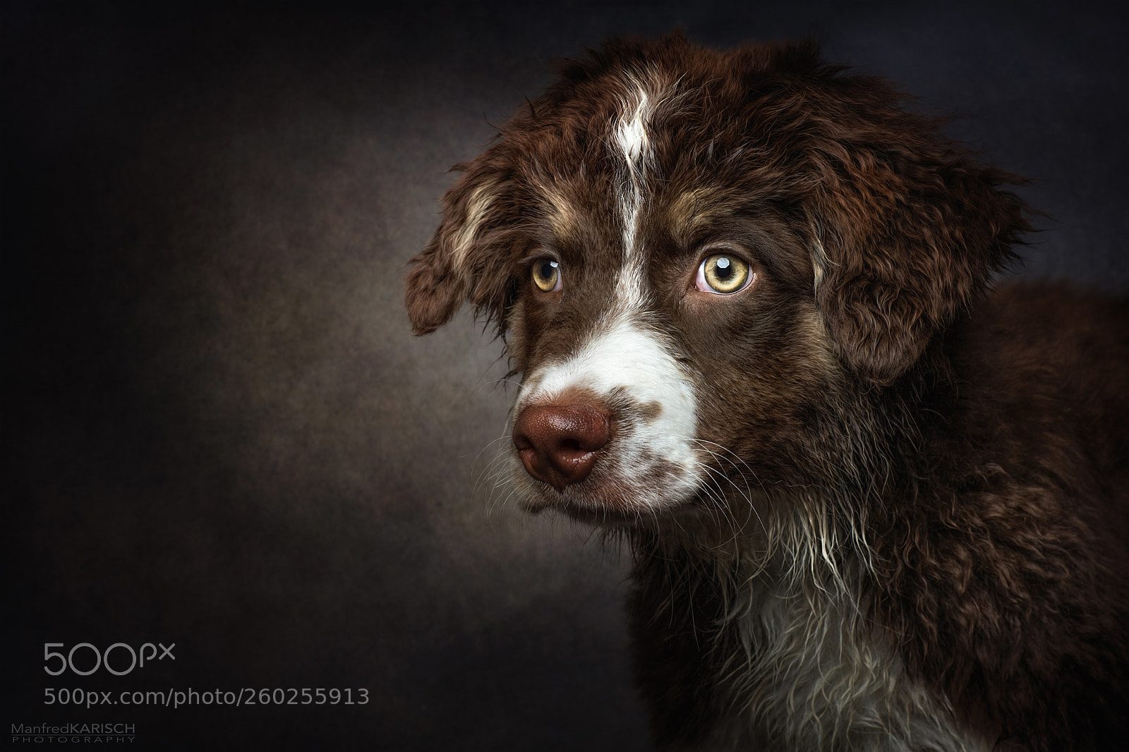 Canon EOS 5D Mark IV sample photo. Puppy photography
