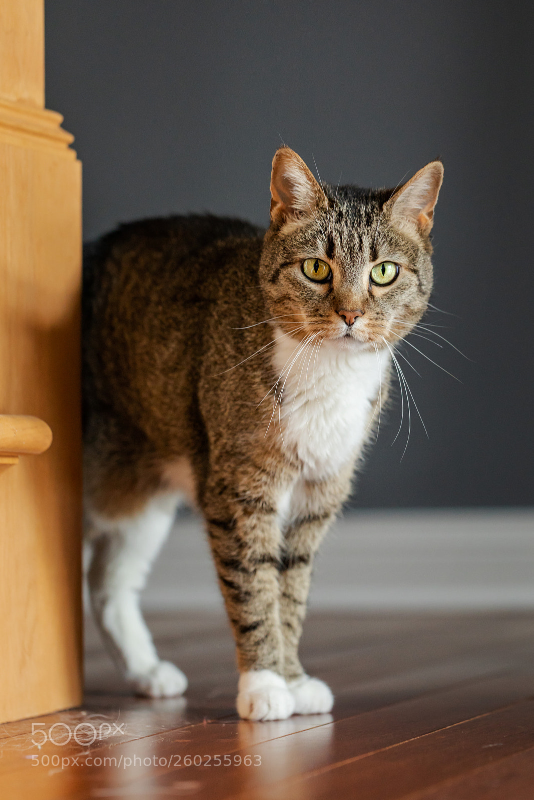 Canon EOS 5D Mark IV sample photo. Shedder photography
