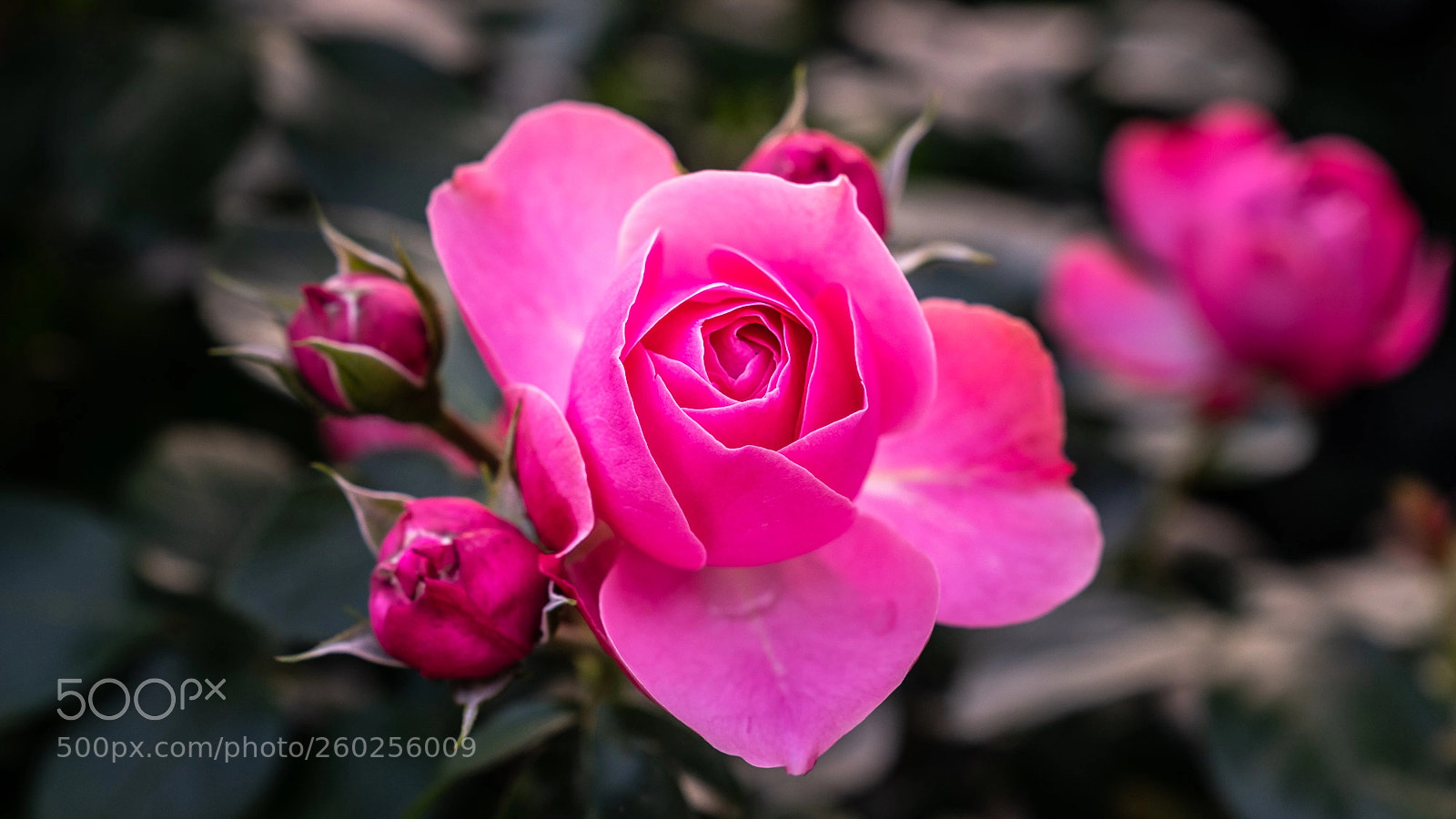 Sony a7R III sample photo. Rose photography