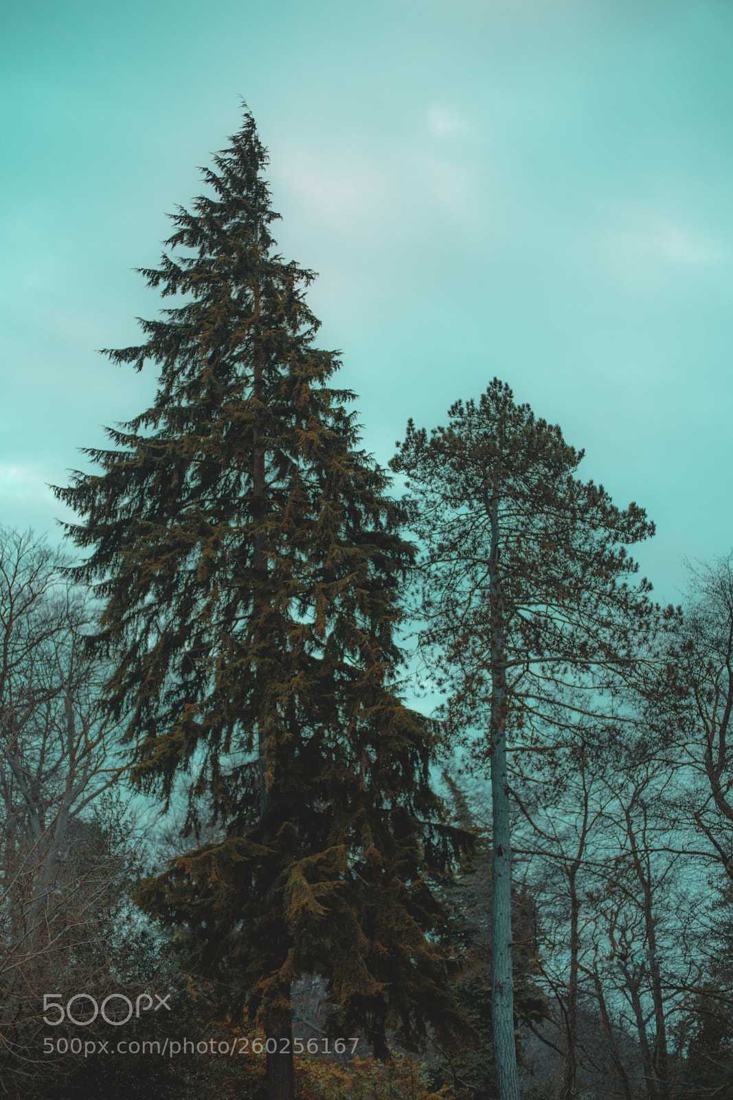Sony a7R III sample photo. Untitled photography
