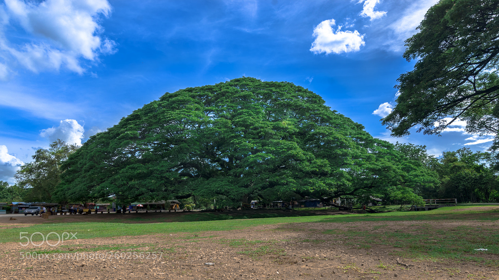 Nikon D7000 sample photo. Giant tree kanchanaburi photography