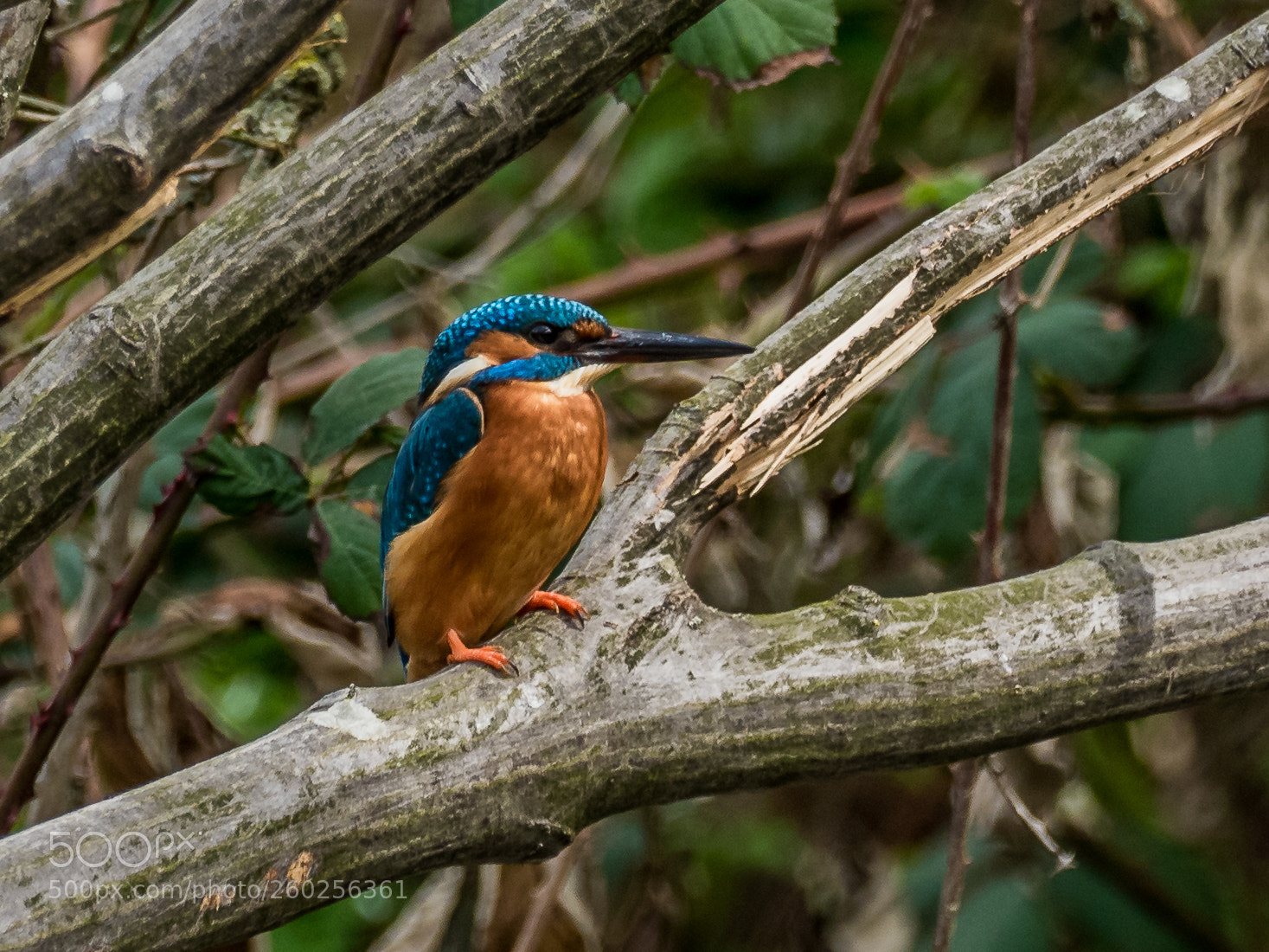 Olympus OM-D E-M5 II sample photo. Kingfisher photography