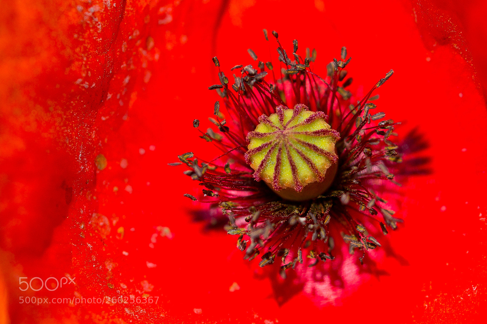Canon EOS 60D sample photo. Poppy photography