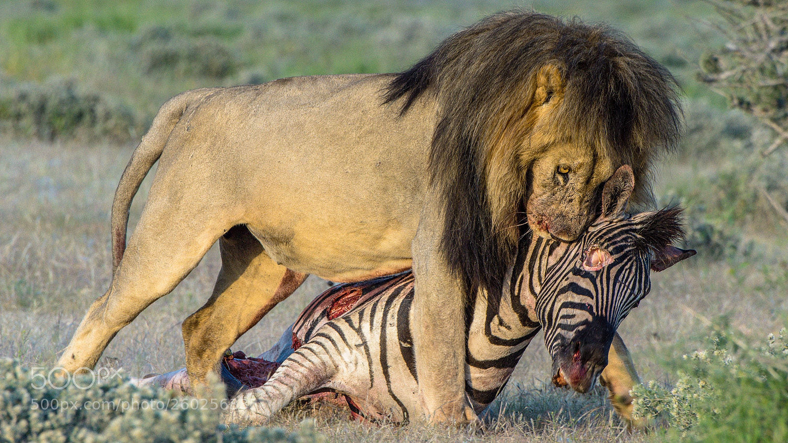 Pentax K-3 II sample photo. Lion dragging zebra carcass photography