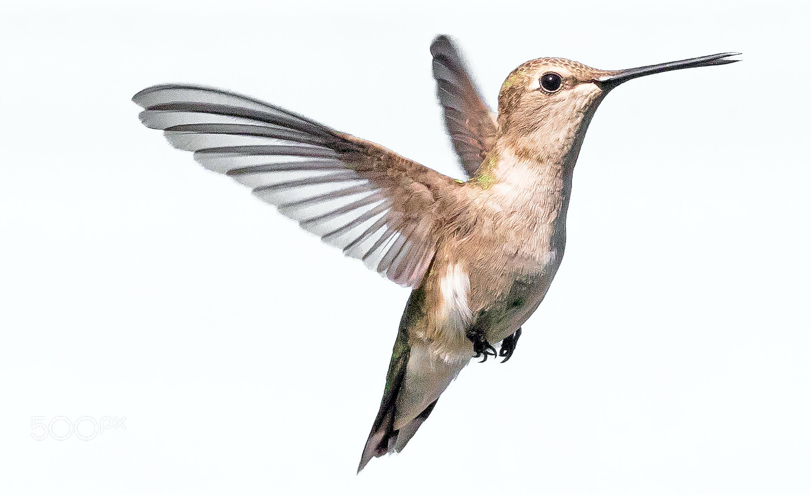 Canon EOS 5D Mark IV sample photo. Hummingbird photography
