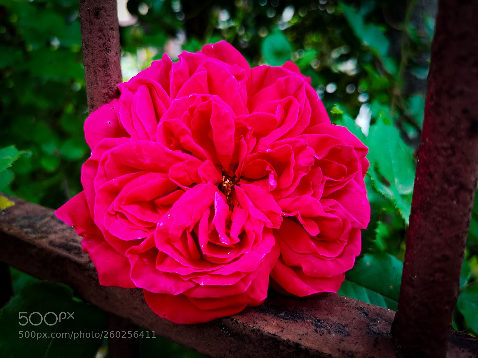HUAWEI CLT-L09 sample photo. Imprisoned beauty photography
