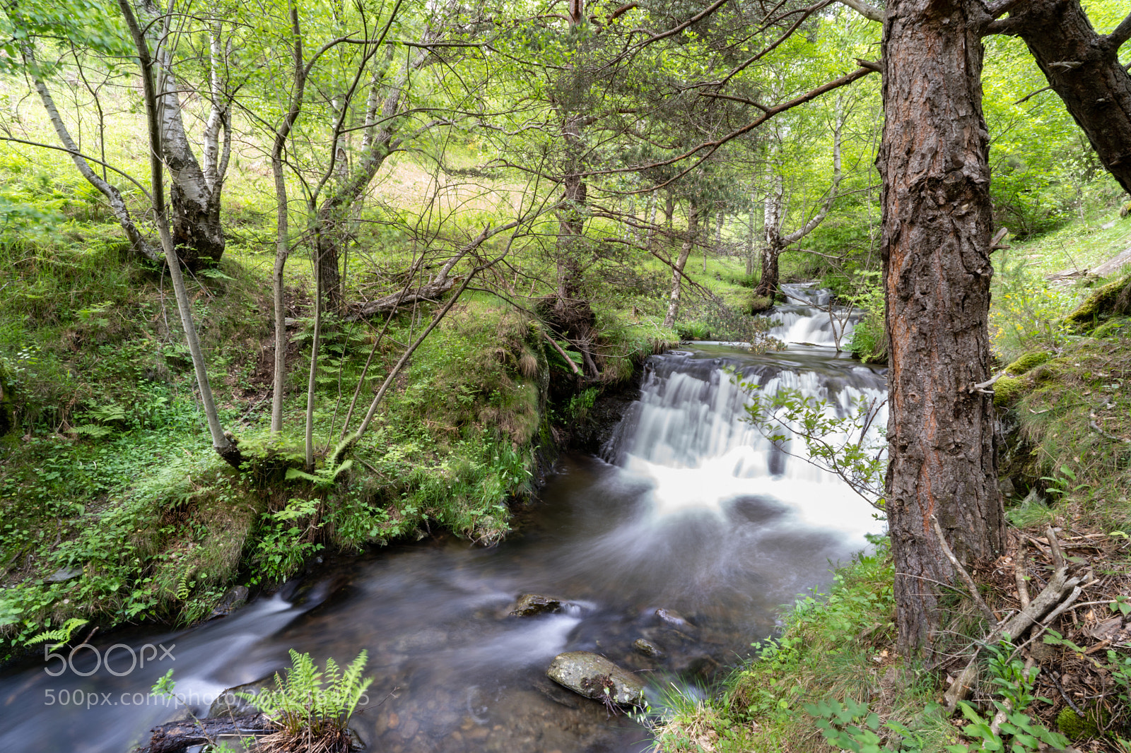 Sony a7 III sample photo. Pyrenees forest photography