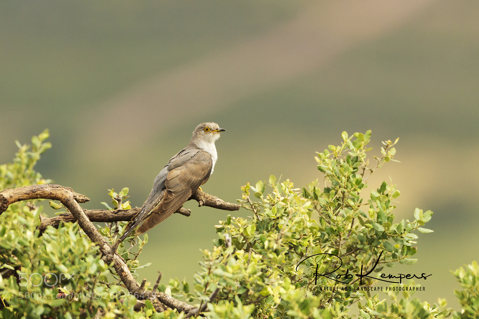 Canon EOS-1D X sample photo. Common cuckoo photography