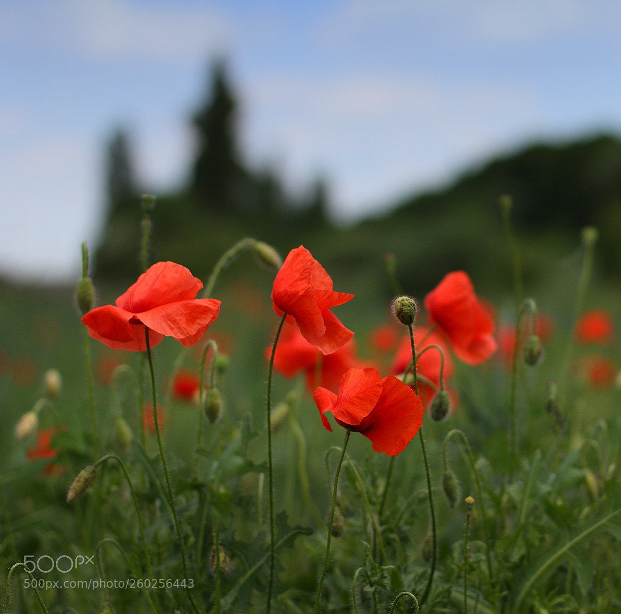 Canon EOS 7D sample photo. Field poppies photography