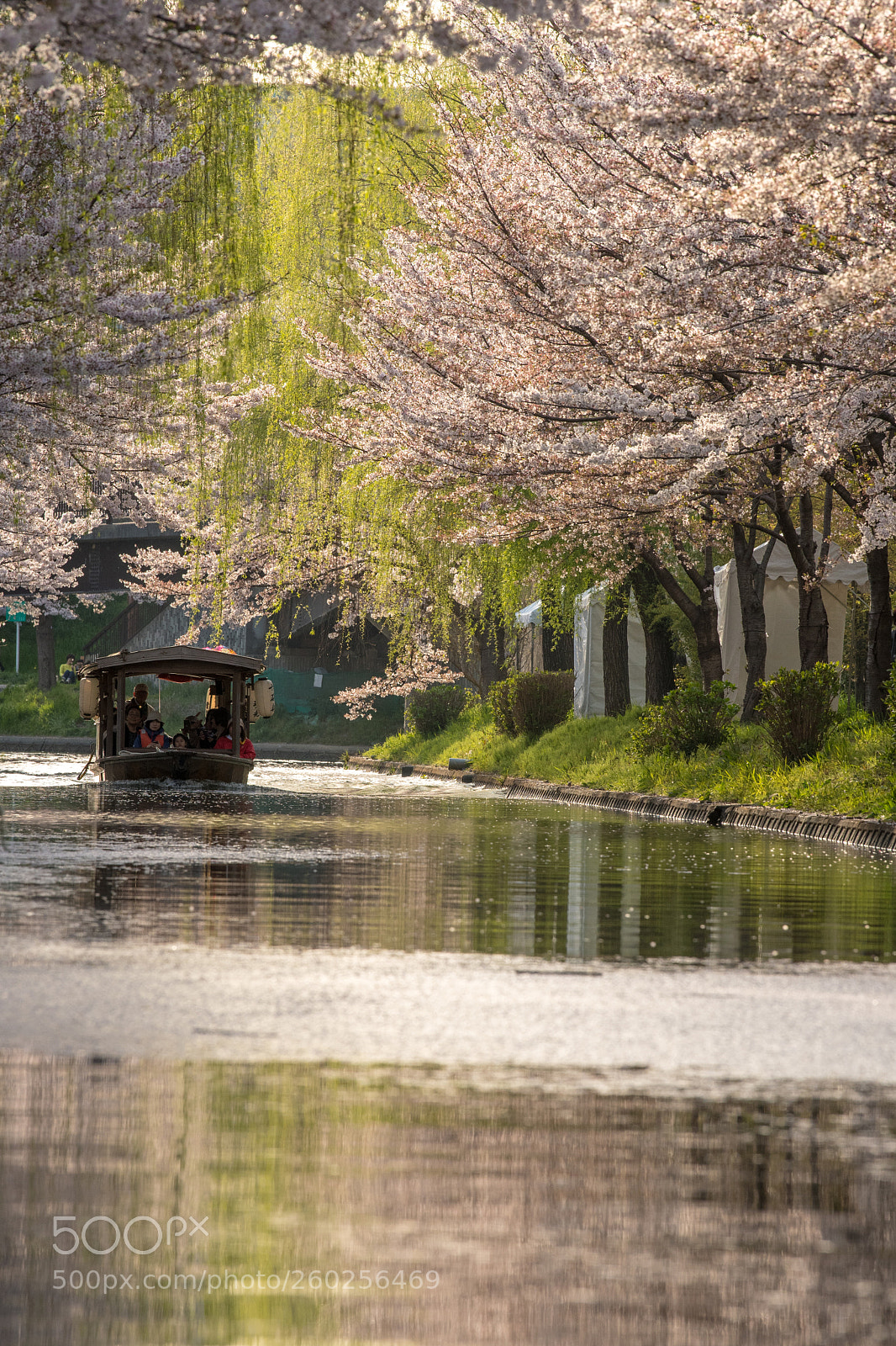 Nikon D500 sample photo. Sakura photography