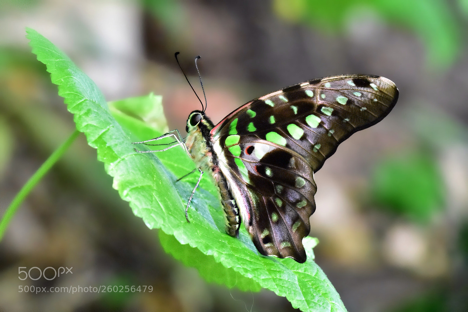 Nikon D7200 sample photo. Nature photography