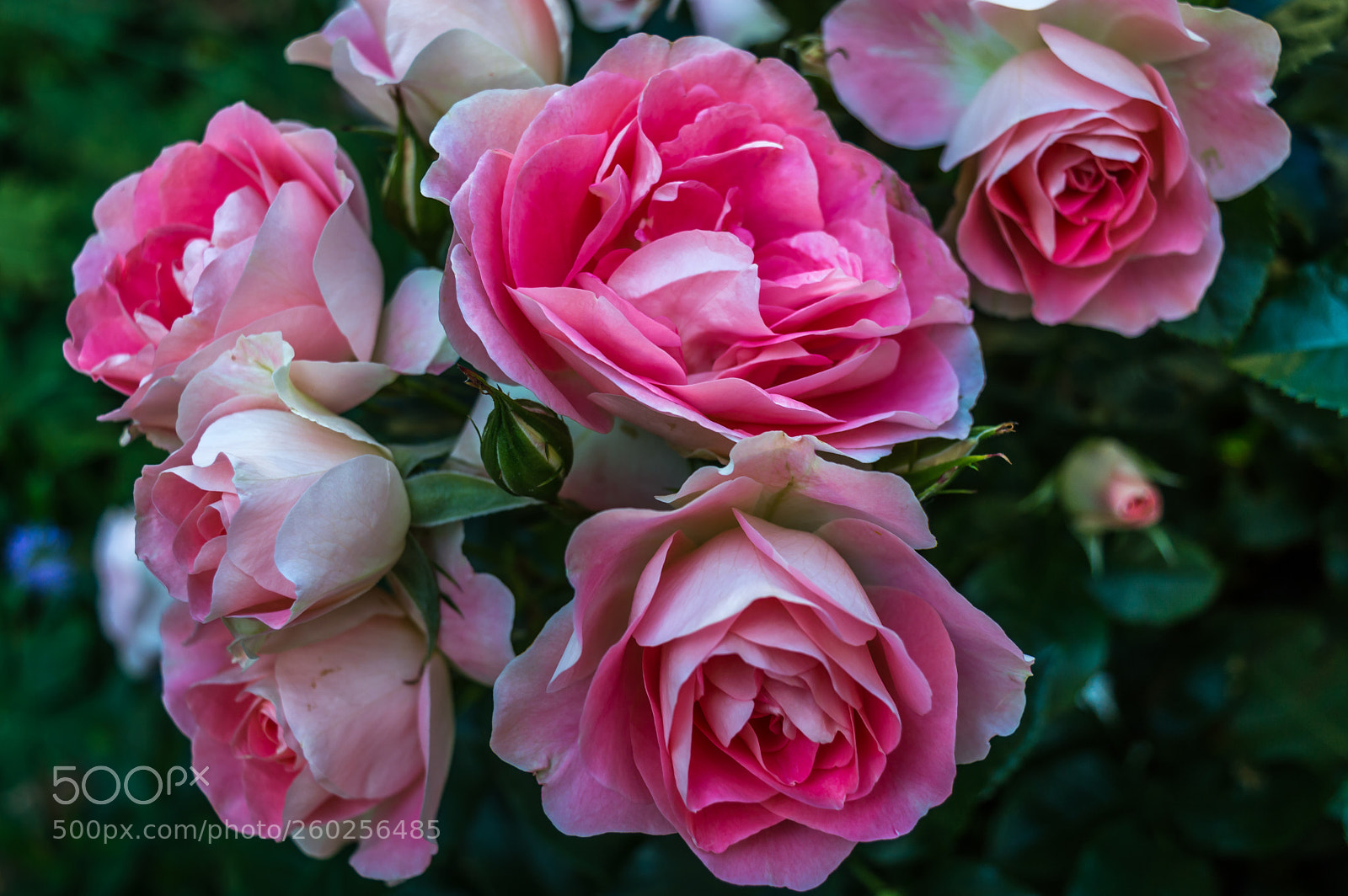 Nikon D3200 sample photo. Heaven's garden photography