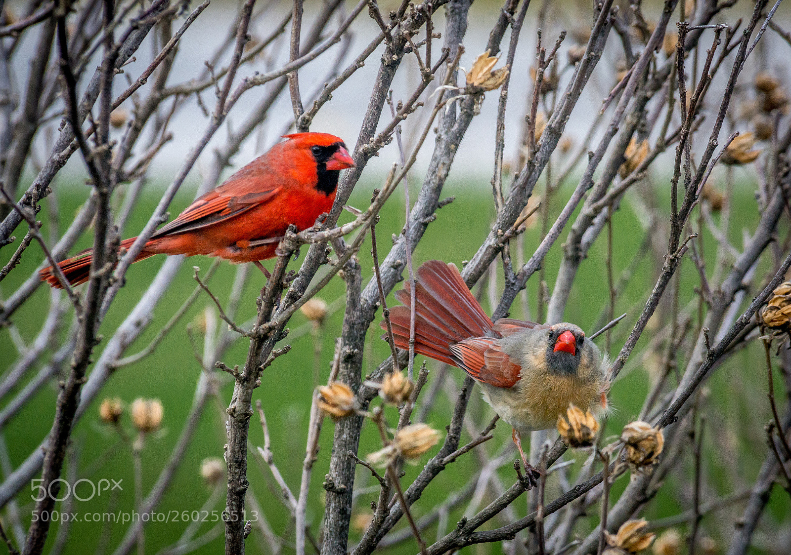 Nikon D600 sample photo. Cardinals photography