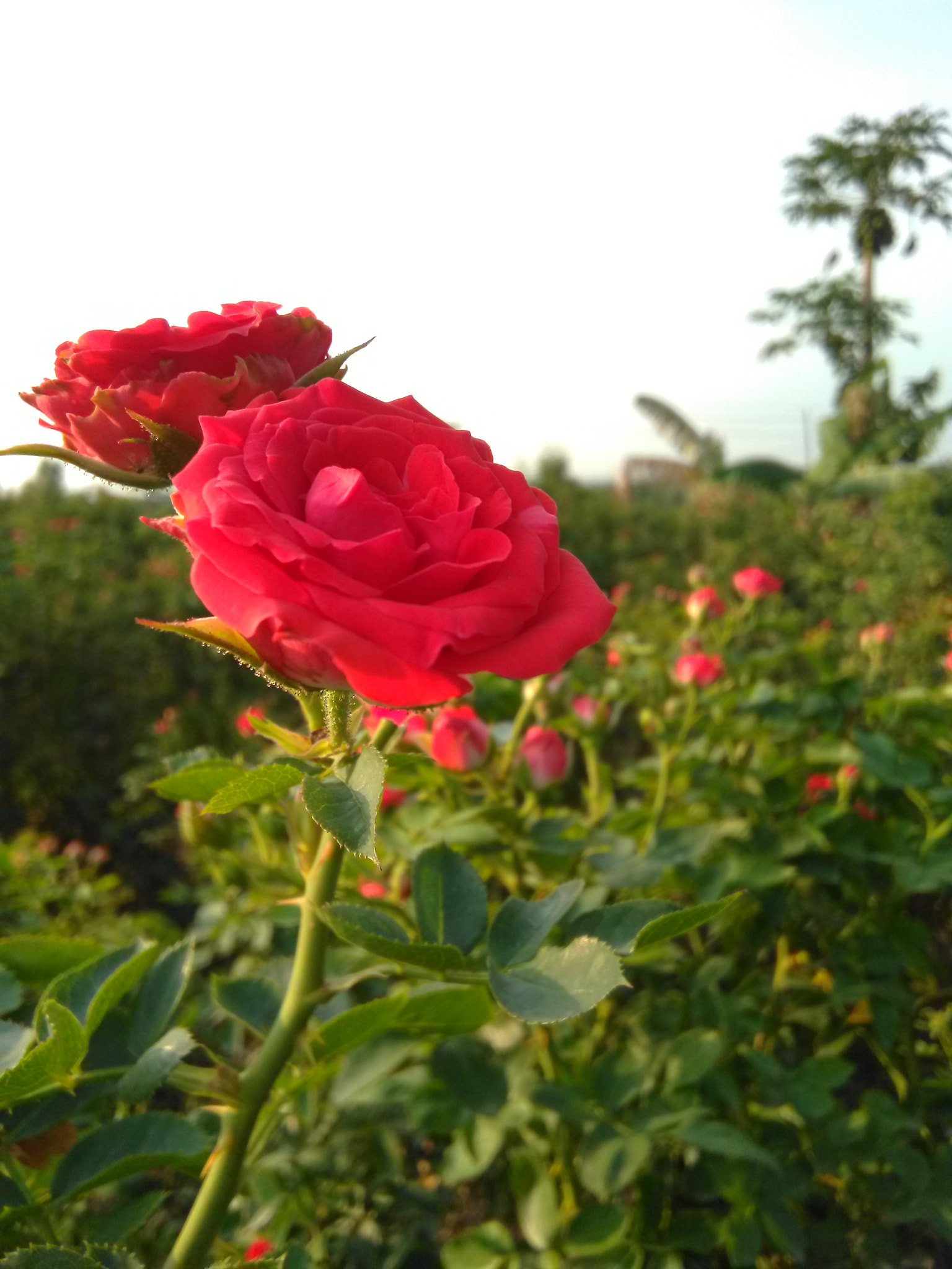 HMD Global Nokia 2 sample photo