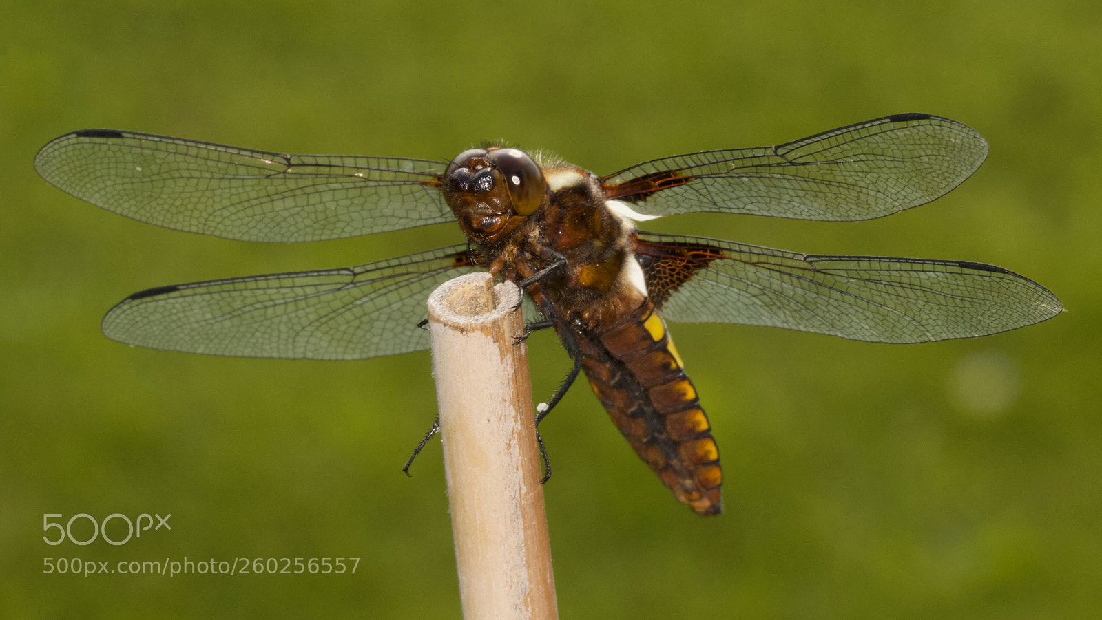 Canon EOS 70D sample photo. Libellula quadrimaculata, linn photography