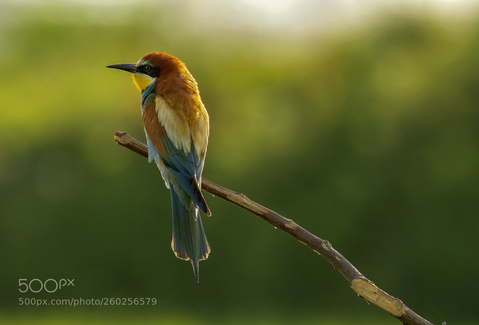 Nikon D7200 sample photo. European bee-eater photography