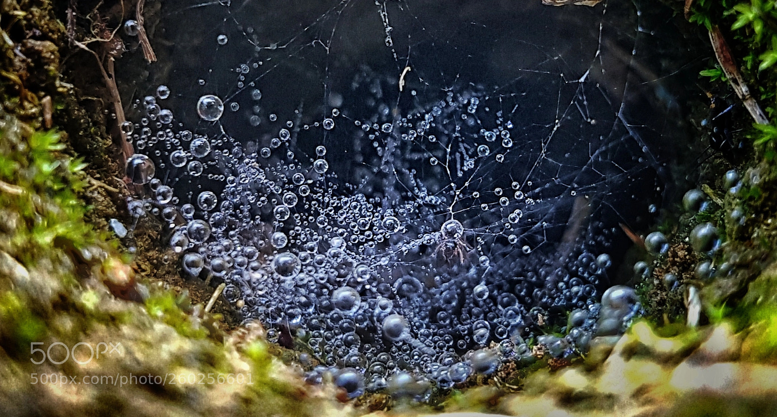Samsung Galaxy S7 Edge sample photo. Crickets hole photography