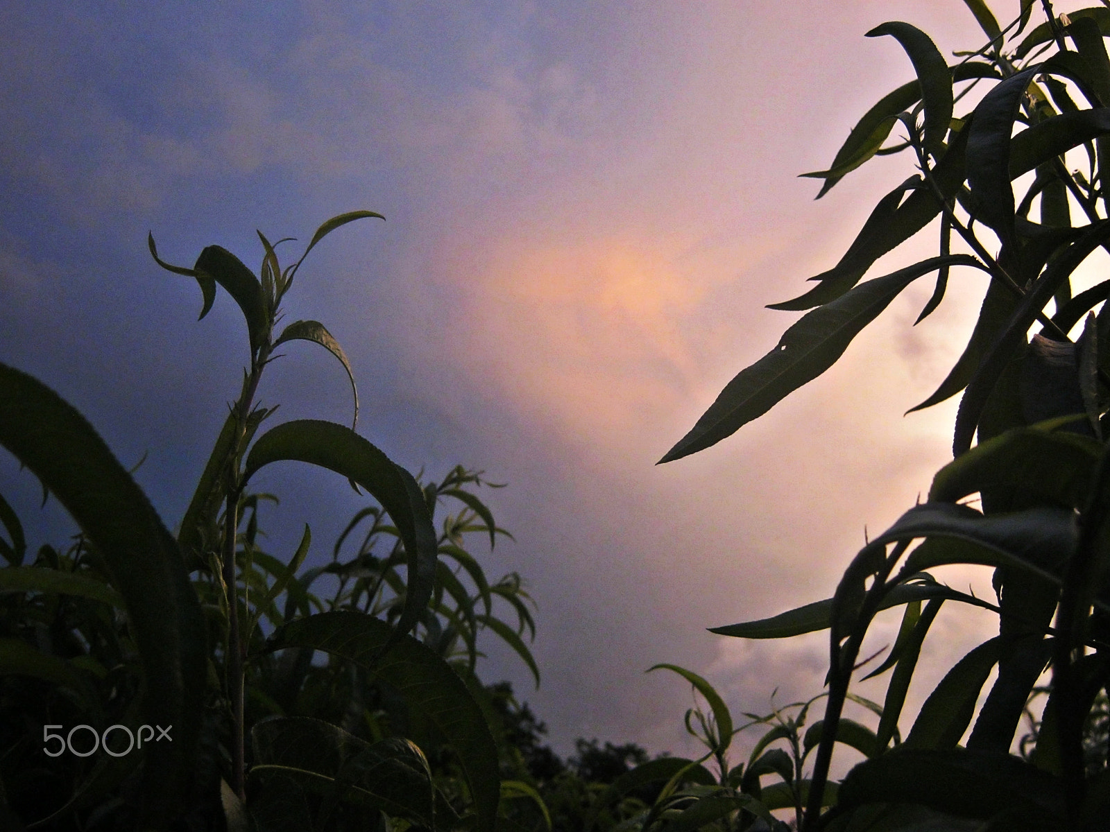 Canon PowerShot A800 sample photo. After rain photography