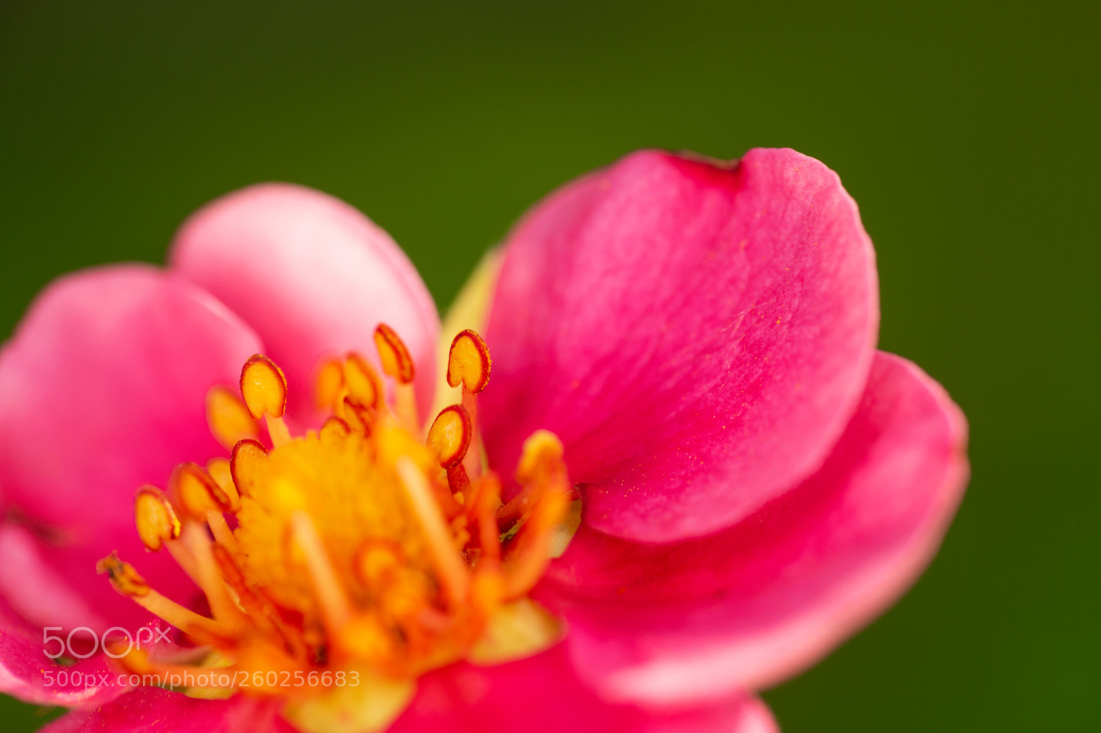 Canon EOS 70D sample photo. Strawberry blossom photography