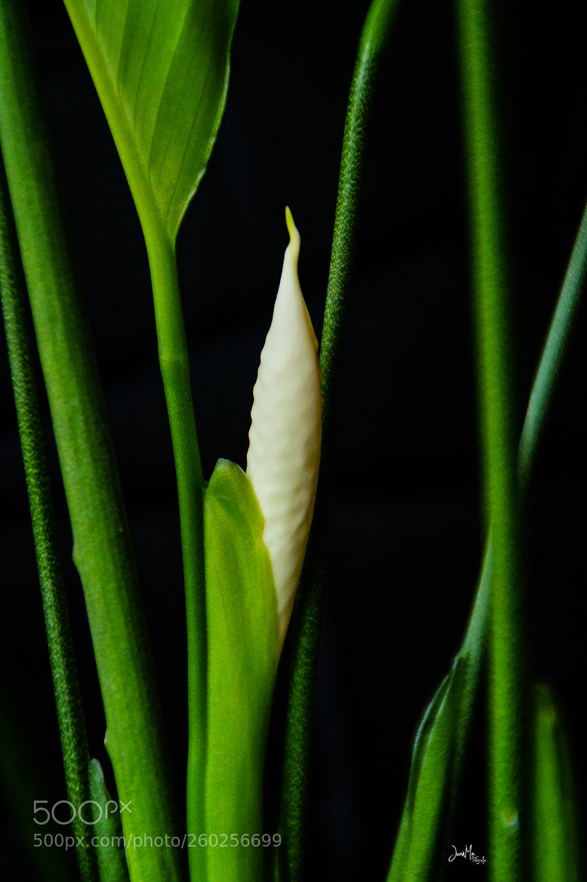 Sony SLT-A58 sample photo. Alumbra una nueva vida. photography