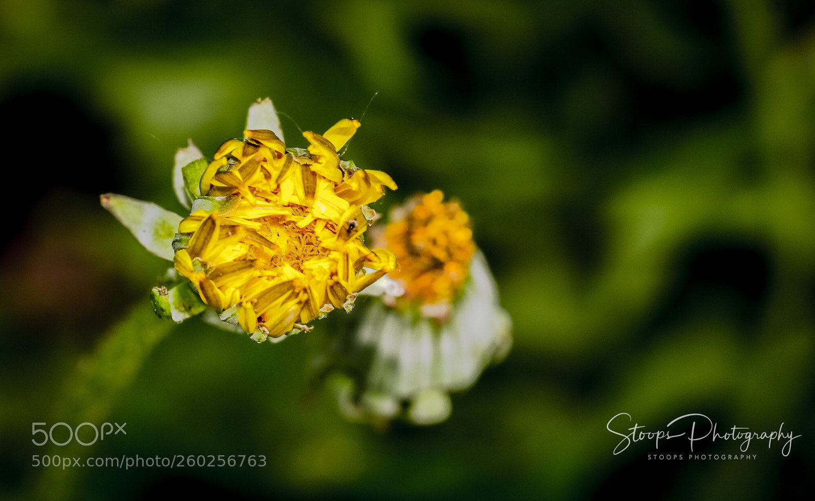 Canon EOS 80D sample photo. Shriveled up photography