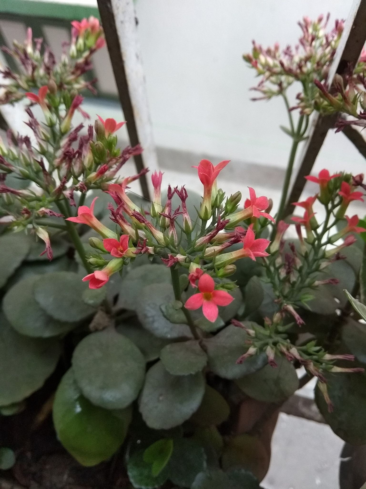 Xiaomi Redmi Note 5A sample photo