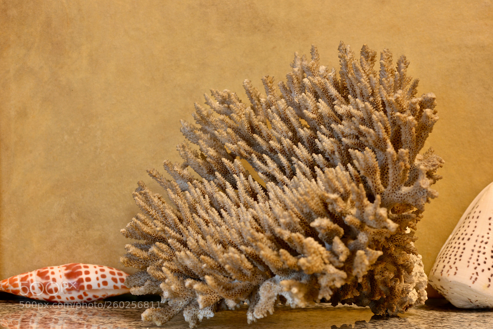 Nikon D610 sample photo. Coral (dcx_6752) photography