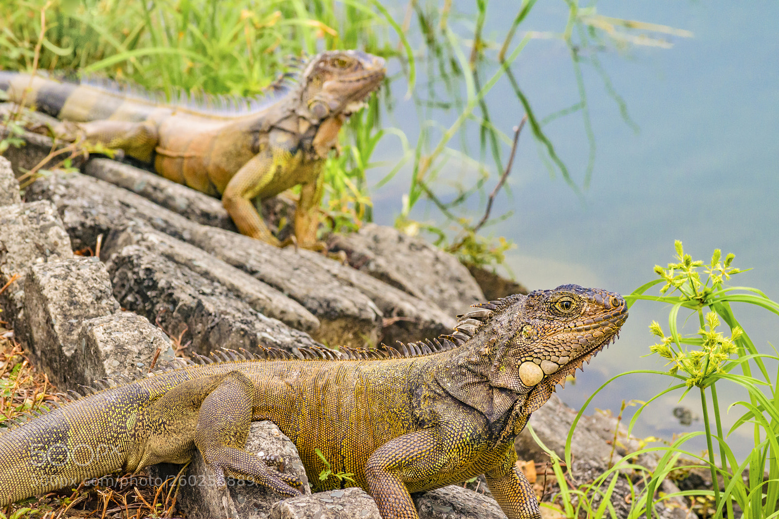 Nikon D3300 sample photo. Iguanas at shore of photography