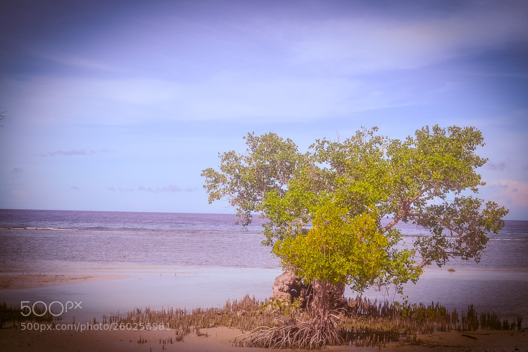 Nikon D3100 sample photo. Mangrove photography