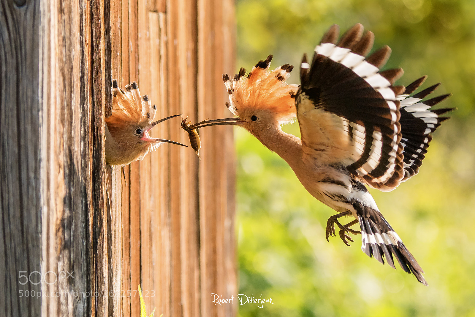 Nikon D810 sample photo. Mealtime photography