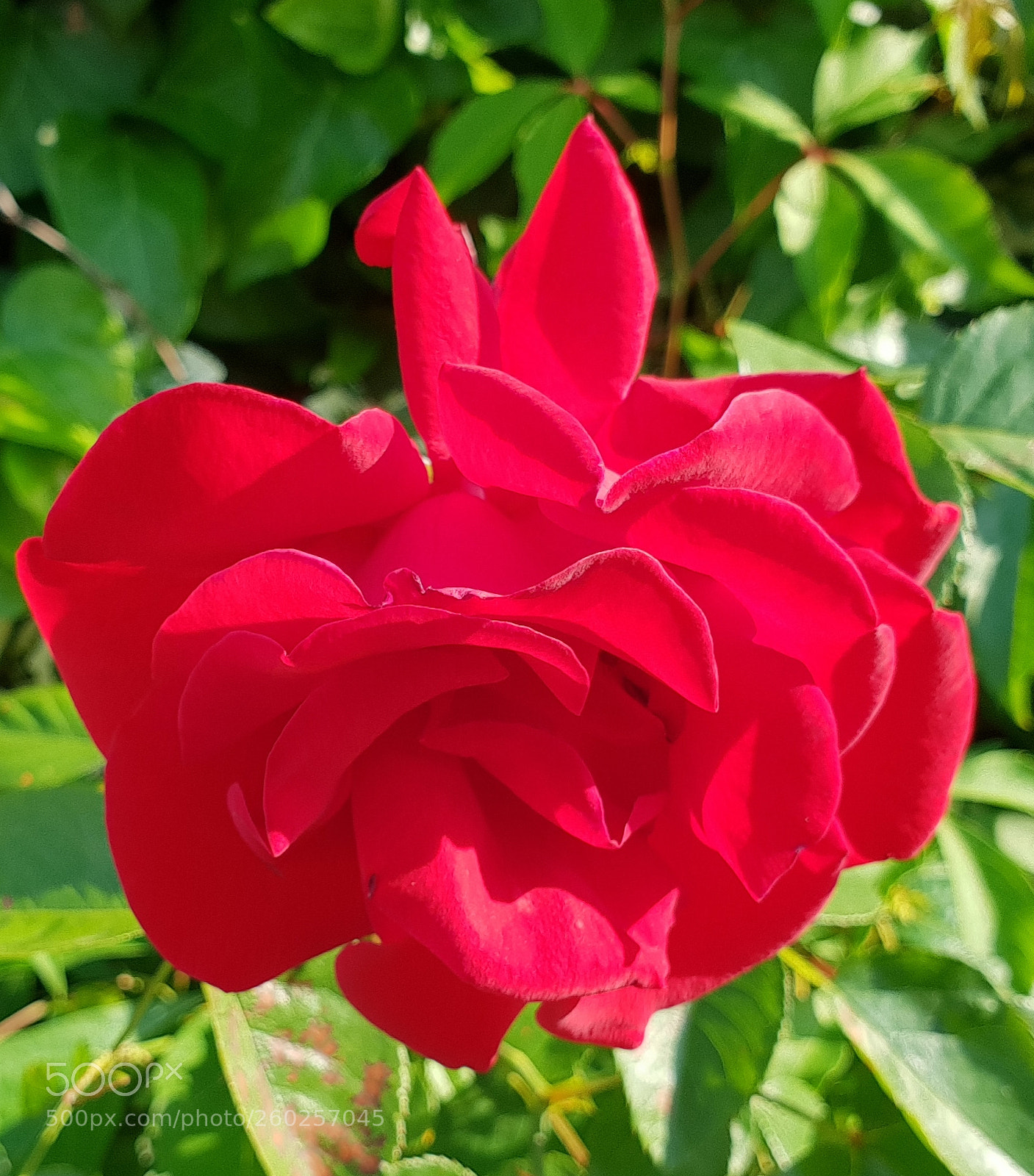 Samsung Galaxy S9+ sample photo. Untitled photography