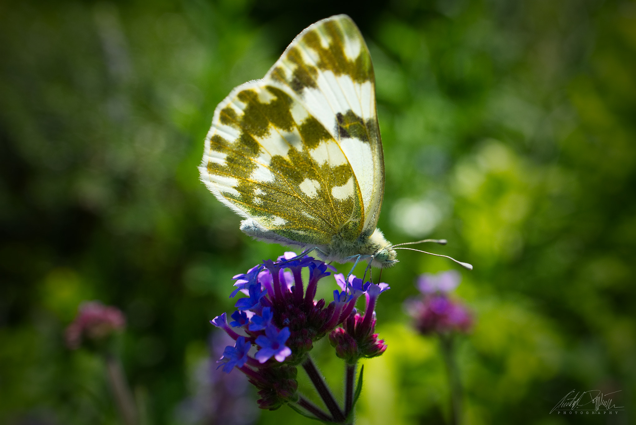 Canon EOS M6 sample photo. Butterfly photography