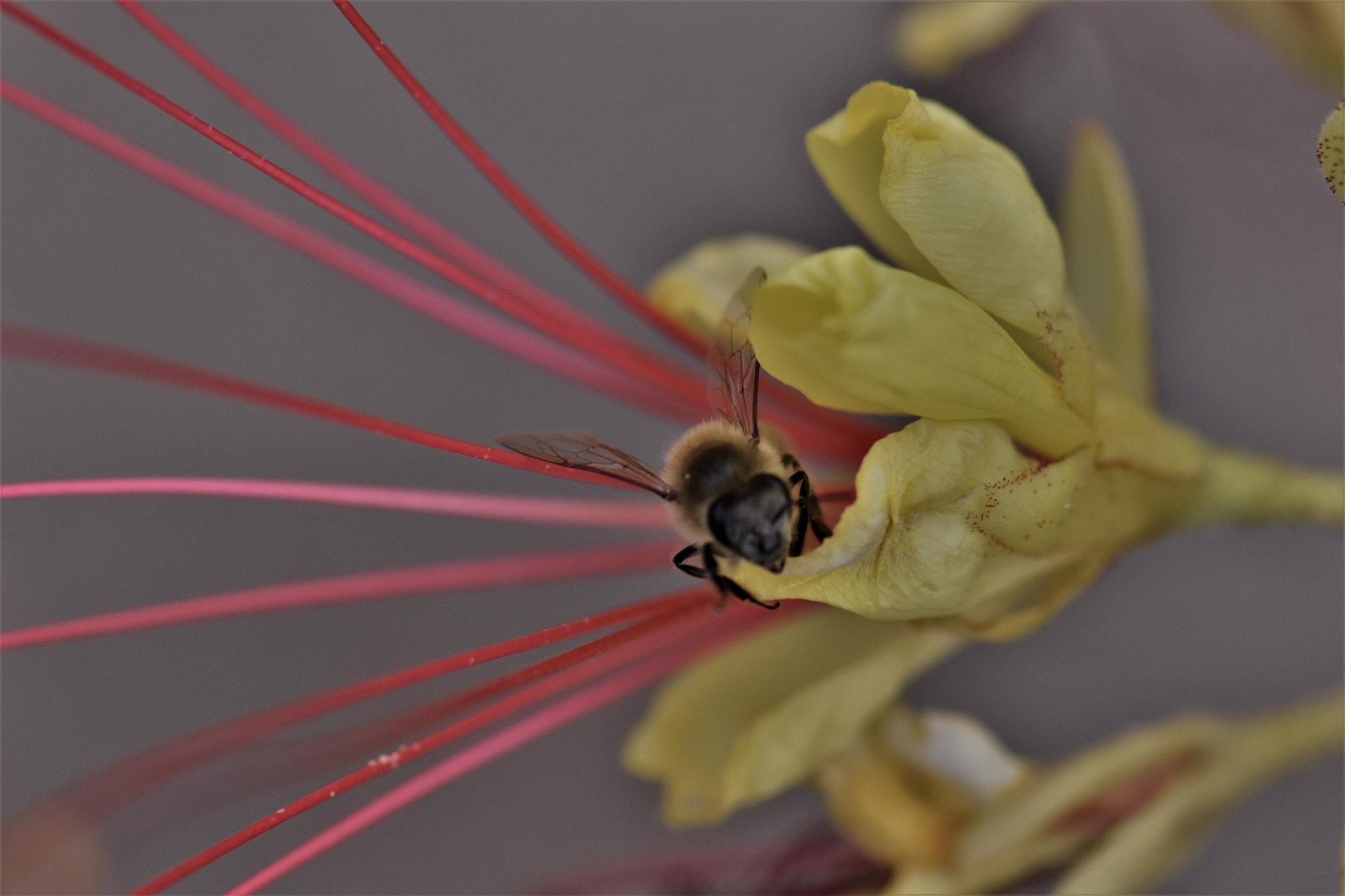Nikon AF-S Micro-Nikkor 105mm F2.8G IF-ED VR sample photo. Hi ! photography
