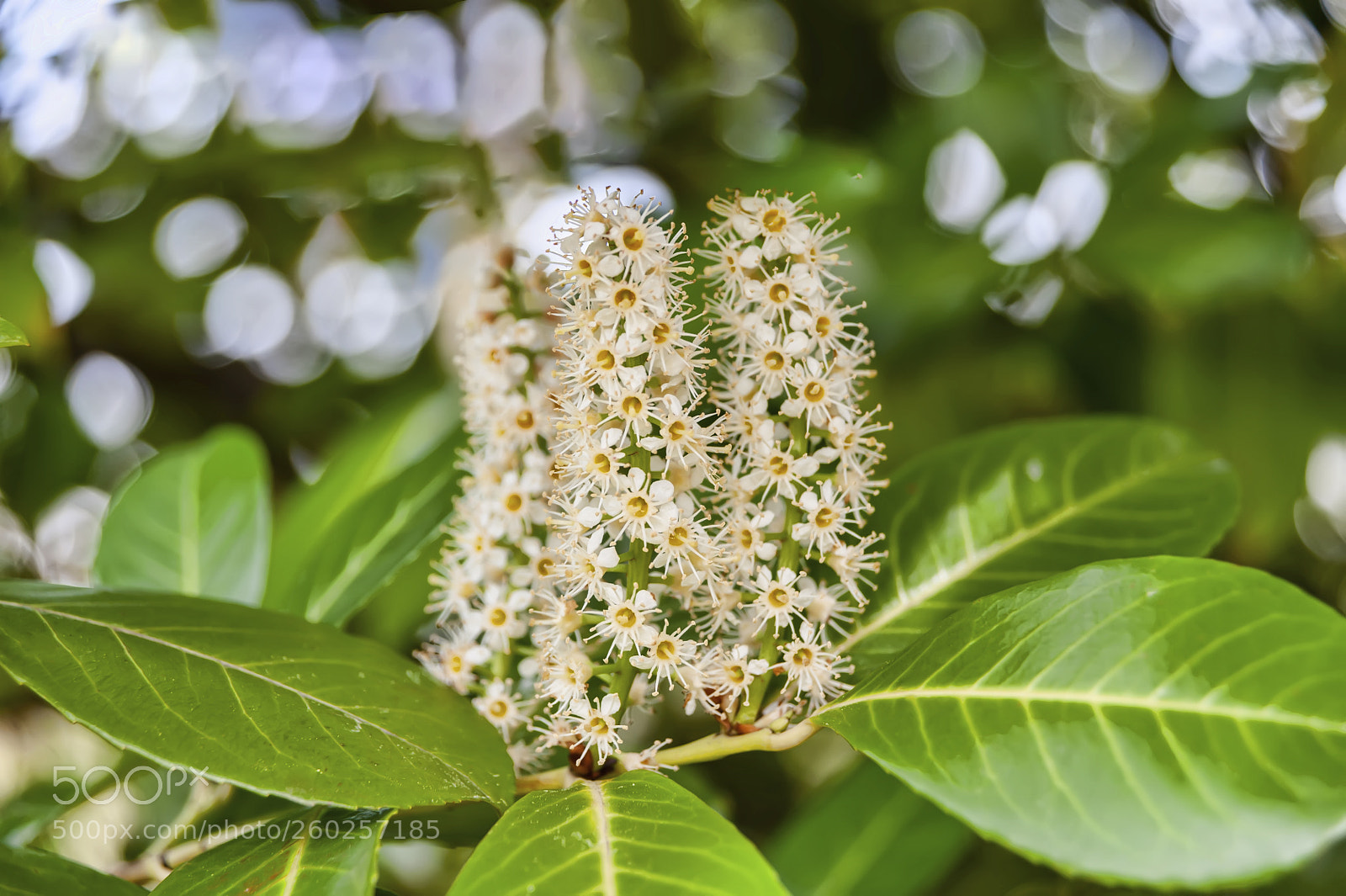Nikon D700 sample photo. Closeup photography