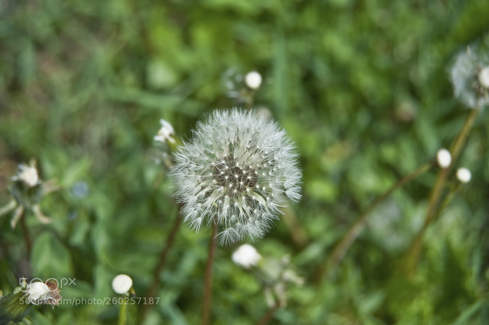 Nikon D700 sample photo. Closeup photography