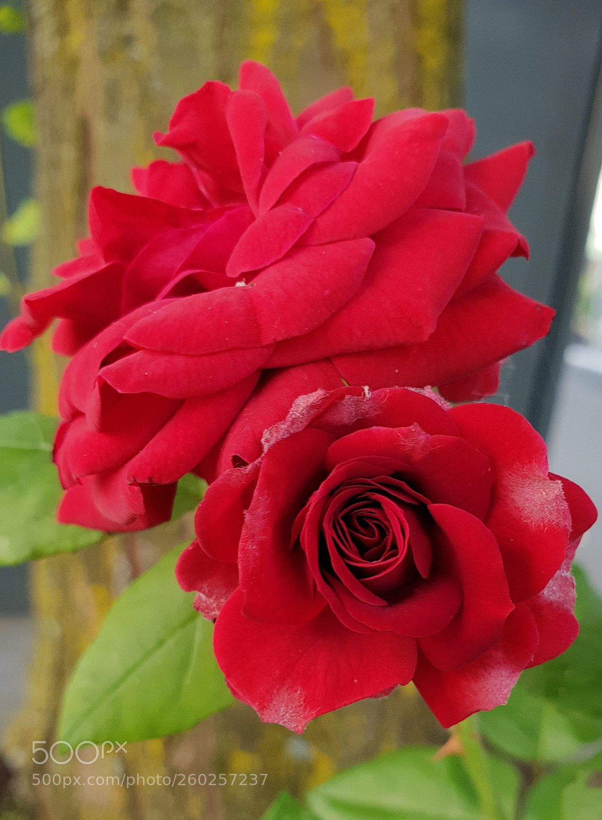 Samsung Galaxy S9+ sample photo. Untitled photography