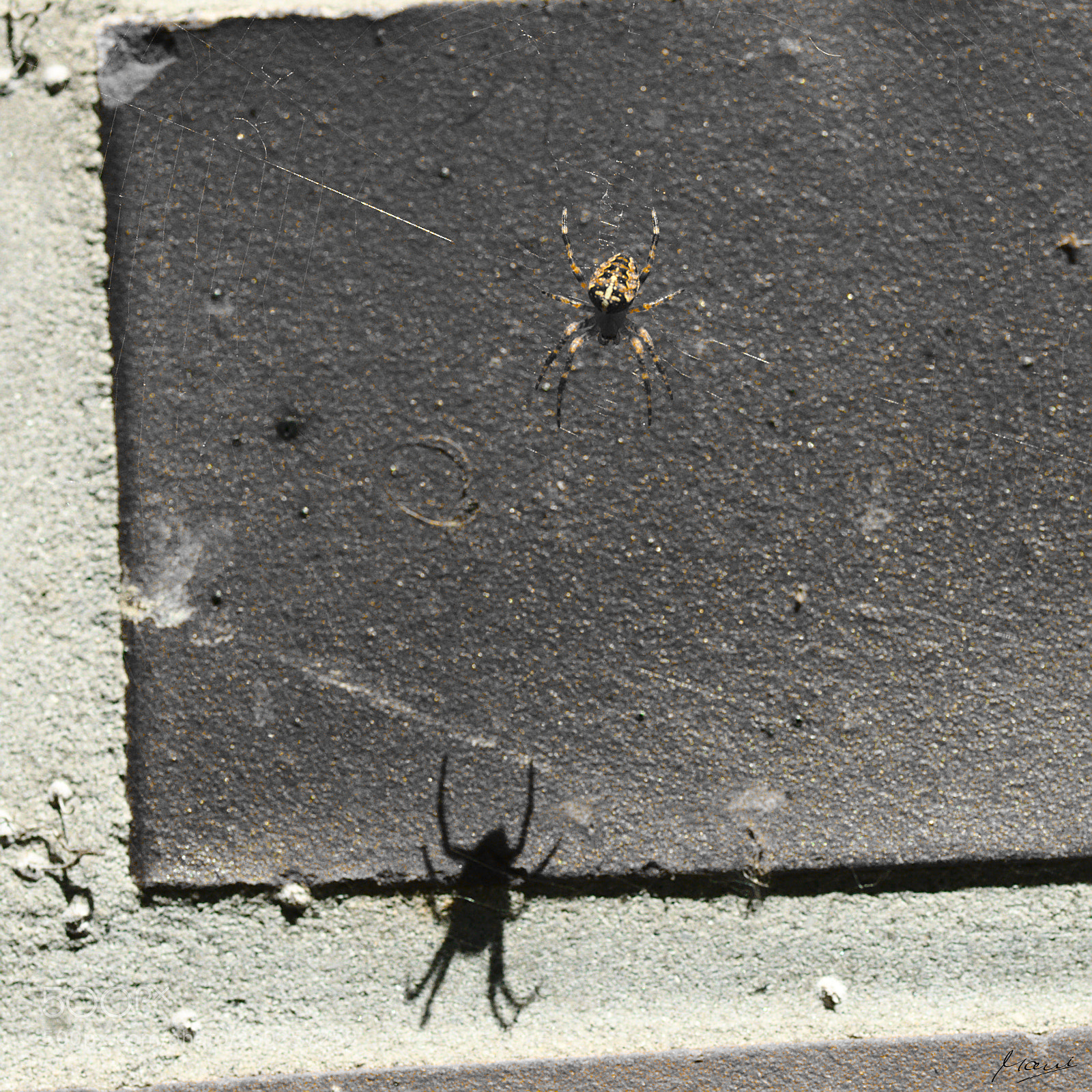 Nikon D90 sample photo. Hunting your shadow photography