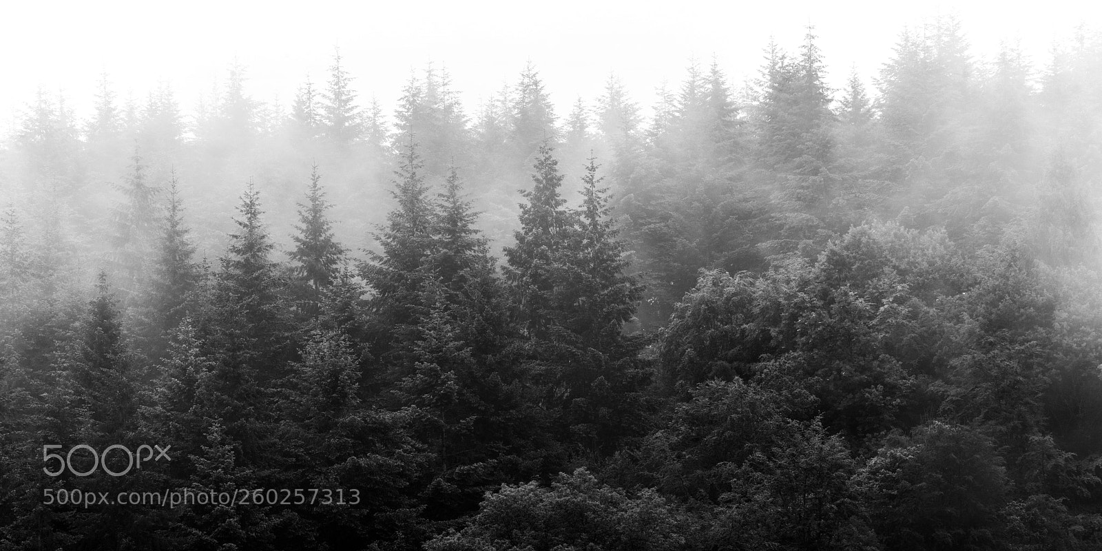 Canon EOS 6D Mark II sample photo. Trees in the mist photography