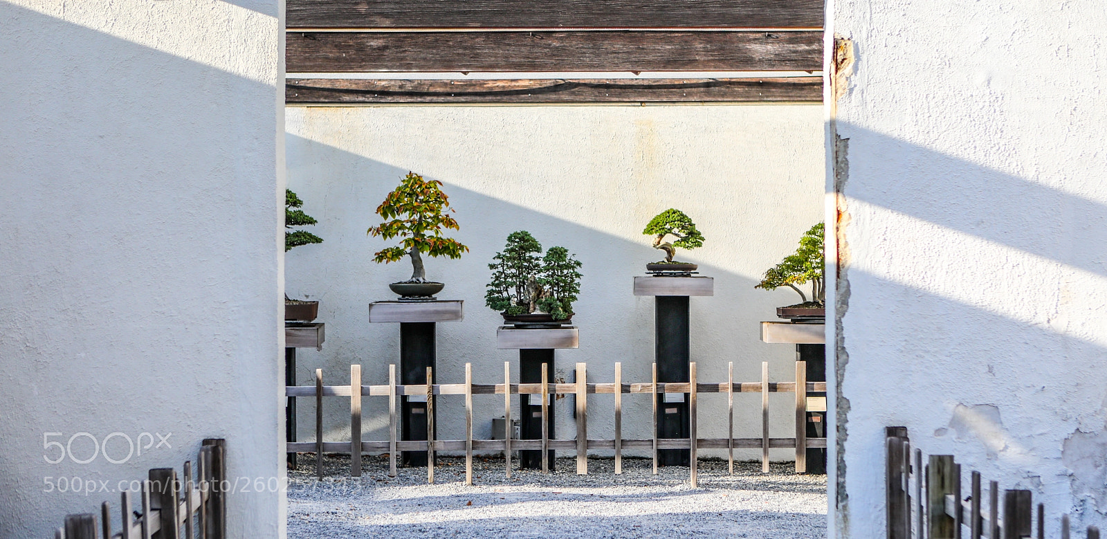 Canon EOS 5D Mark IV sample photo. Embassy portfolio: bonsai photography